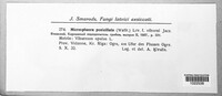 Erysiphe penicillata image